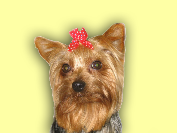 Happy Tails Pet Grooming of Andover Mass  Pet groomers Andover MA